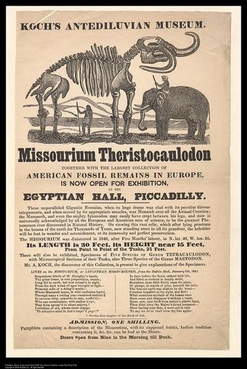 Missourium Theristocaulodon, Bodleian Libraries