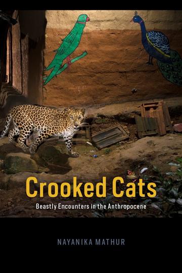 mathur crooked cats