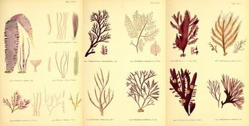 plates from margaret gattys british sea weeds