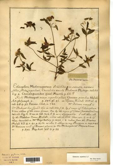 white osbekia zeylanica du bois herbarium