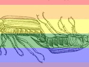 cd events seminar pride male male cockchafer sex