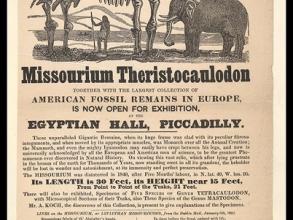 Missourium Theristocaulodon, Bodleian Libraries