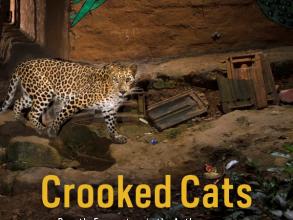 mathur crooked cats