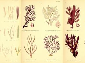 plates from margaret gattys british sea weeds