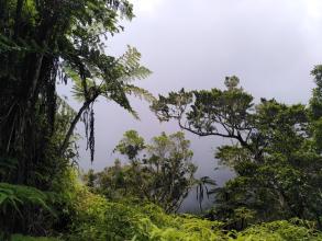 roberts holywell park jamaica j d roberts