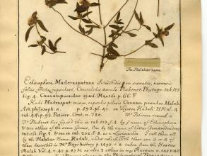 white osbekia zeylanica du bois herbarium